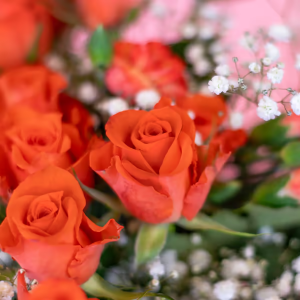 Orange Elegans - Bild 3