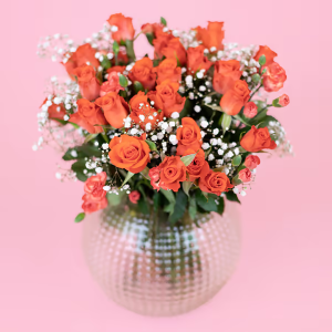 Orange Elegans - Bild 5